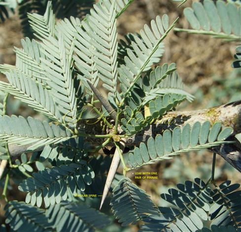  Leaves with 1 pair of pinnae and see Stipular Spines